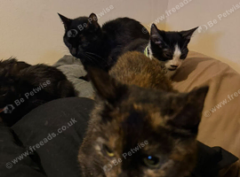 Urgent Rescue Kittens/Adults