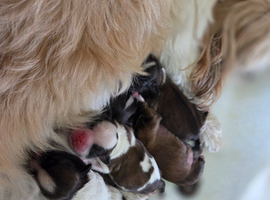 Beautiful Shih Tzu puppies