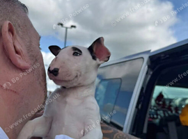 english bull terrier pup