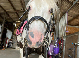 12&rsquo;2 coloured cob gelding