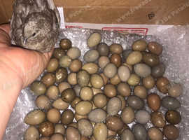 CHINESE PAINTED BUTTON QUAILS EGGS !