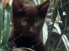 Beautiful black with tabby stripes