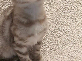 Pedigree Snow Bengal Kittens
