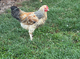 Cream legbar Cockerel