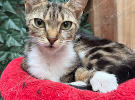 TWO FEMALE CATS NEED LOVING HOME/S