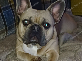 Beautiful male frenchie