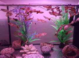 Colourful guppies for sale