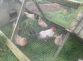 Cream legbar hatching eggs