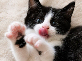 Oreo &ndash; Gorgeous Black and White British Shorthair Cross Kitten