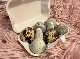 Quail hatching eggs!