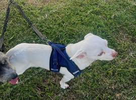Pure white chihuahua boy