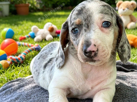 RKC Reg Dachshund puppies
