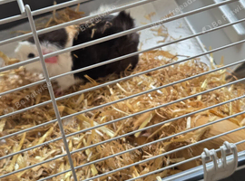 TWO BONDED GUINEA PIGS LOOKING FOR THEIR FOREVER HOME!