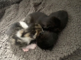 3 Gorgeous Kittens