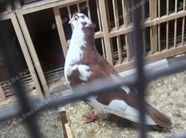 Galatz /galati roller