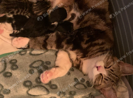 4 beautiful kittens