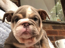 READY NOW Stunning English Bulldog Puppies