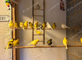 Fife Canaries