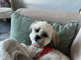 Lhasa Apso Girl (13 months)