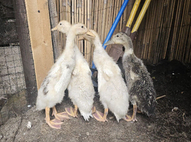 Duck ducklings
