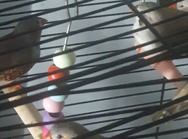 10 zebra finches various colours male an female