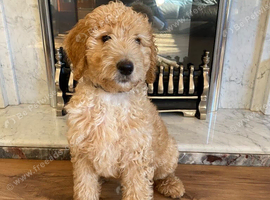READY NOW LAST ONE! Goldendoodle Boy Puppy
