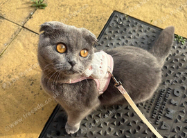 Beautiful Grey British Shorthair x Scottish Fold Female