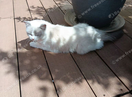 Bi colour Ragdoll female.