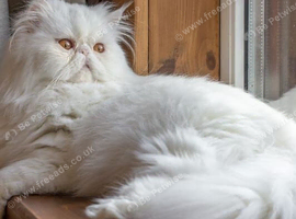 Persian kittens