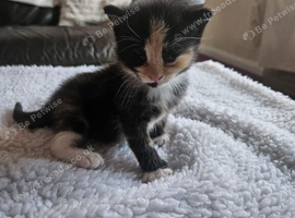 Stunning kittens for sale