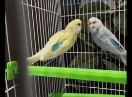 Pair of budgies for sale