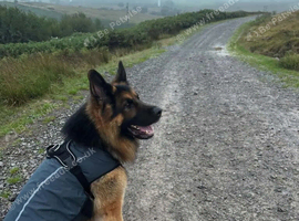 4 Years Old GSD Male