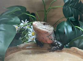 blue tongued skink