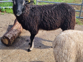 Badger face texel x shetland