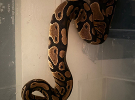 Gravel Royal Python