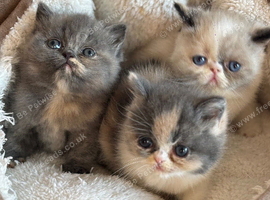 beautiful exotic chunky kittens high quality