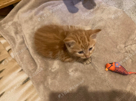 Kittens for sale