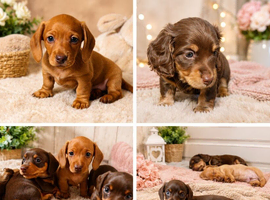 Exceptional tiny miniature dachshunds puppies