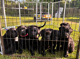 Gorgeous Black Labrador puppies for sale