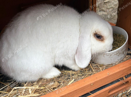 6 months mini lops