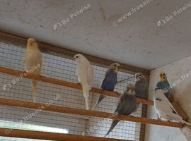 Baby Budgies for sale