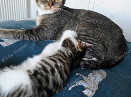 5 beautiful kittens