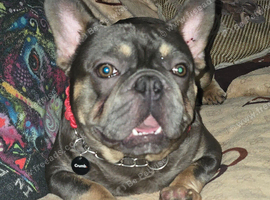 French bulldog male