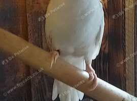 Angel  needs a new loving home