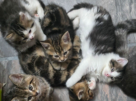 8 kittens