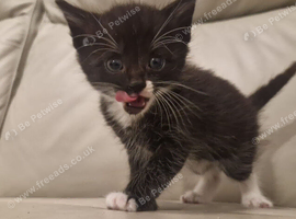Beautiful 8-Week-Old Kittens Looking for Loving Homes