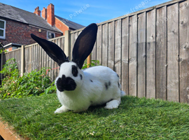 Rabbit Babies Looking for Their Forever Homes!