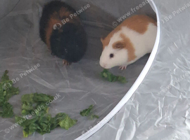2 beautiful male guinepigs