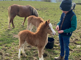 Welsh section A Chesnut filly foal- AVAILABLE AT WEANING