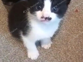 &ldquo;Black & White Tuxedo Cat &ndash; Beautiful Domestic Shorthair&rdquo;